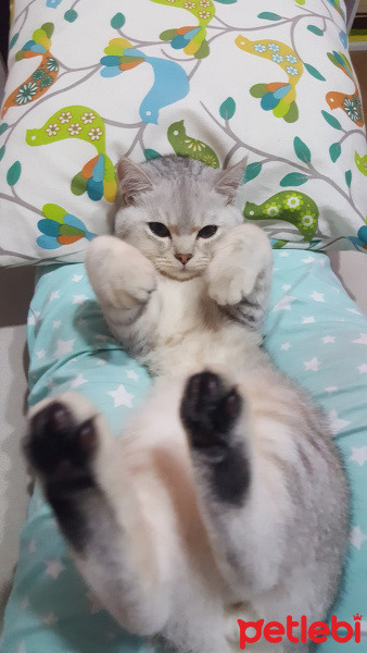 British Shorthair, Kedi  Leo fotoğrafı