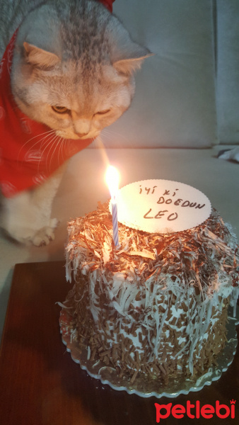 British Shorthair, Kedi  Leo fotoğrafı