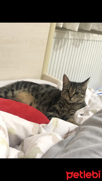 Tekir Kedi, Kedi  Köpük fotoğrafı