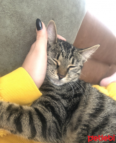 Tekir Kedi, Kedi  Köpük fotoğrafı