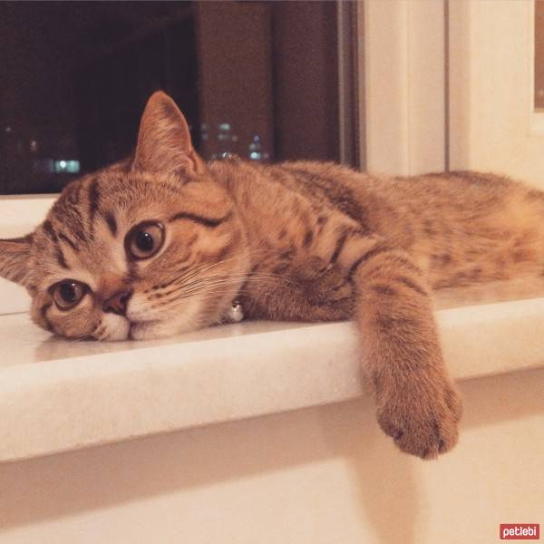 Scottish Fold, Kedi  Ruby fotoğrafı