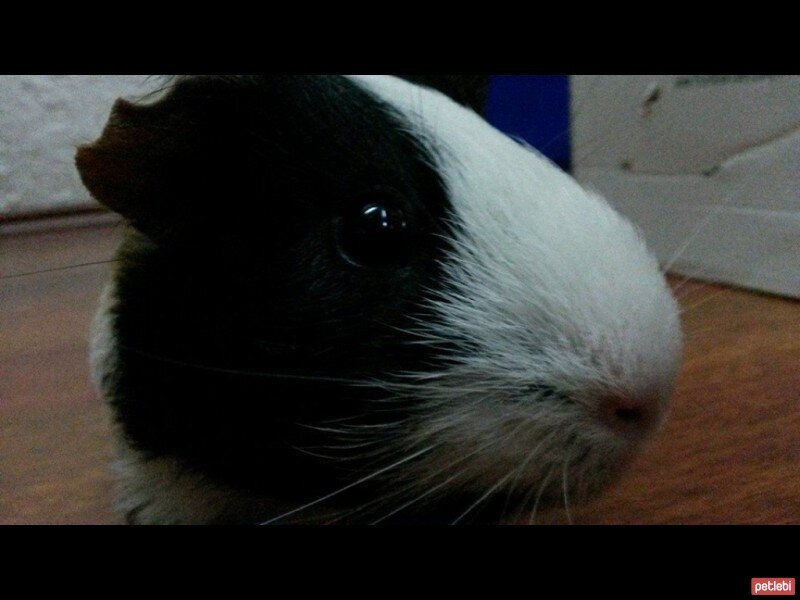 Guinea Pig, Kemirgen  Riko fotoğrafı