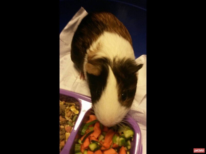 Guinea Pig, Kemirgen  Riko fotoğrafı