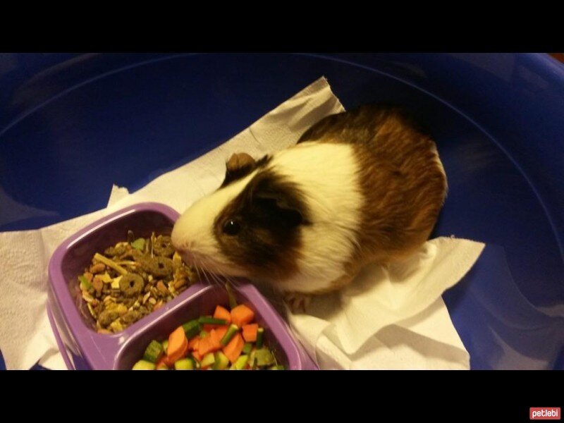 Guinea Pig, Kemirgen  Riko fotoğrafı