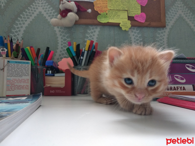 Chinchilla, Kedi  Karamel ve kardeşleri fotoğrafı