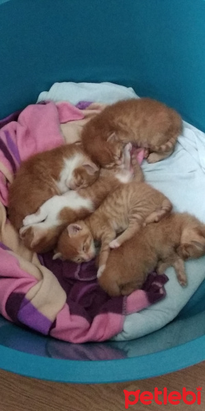Chinchilla, Kedi  Karamel ve kardeşleri fotoğrafı