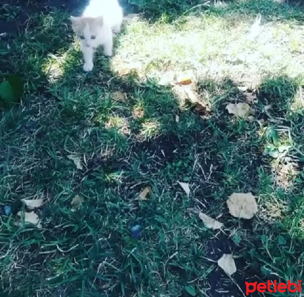 Tekir Kedi, Kedi  Pofidik Şeker fotoğrafı