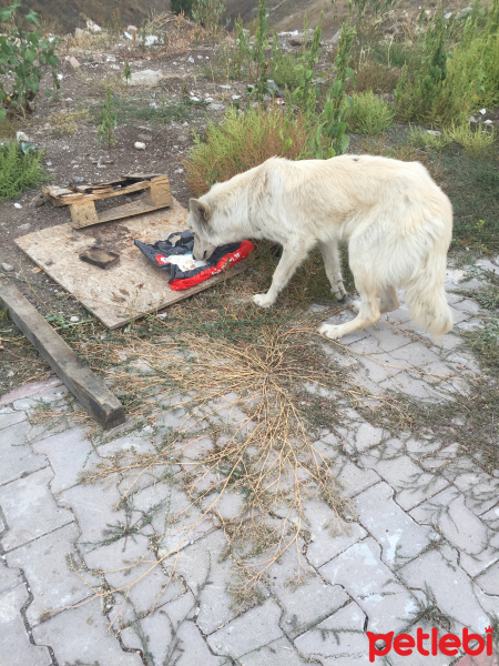 Sokö (Sokak Köpeği), Köpek  Drogba fotoğrafı