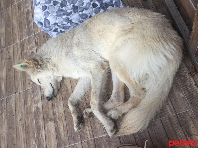 Sokö (Sokak Köpeği), Köpek  Drogba fotoğrafı