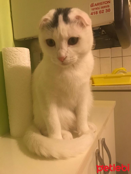 Scottish Fold, Kedi  lokum fotoğrafı