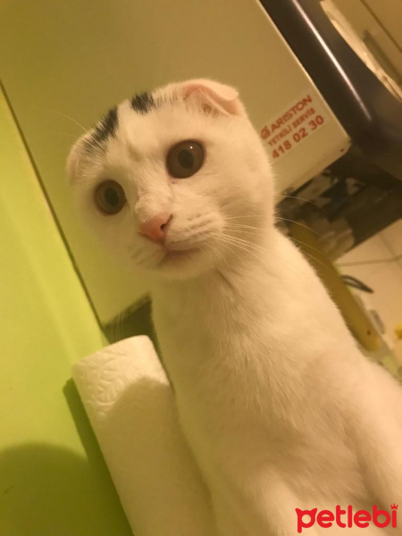 Scottish Fold, Kedi  lokum fotoğrafı