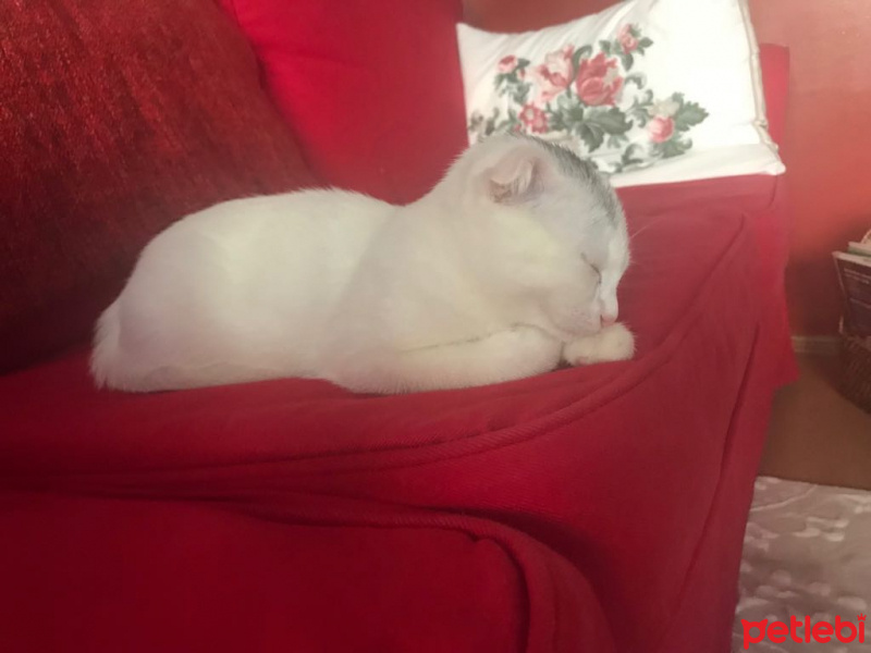 Scottish Fold, Kedi  lokum fotoğrafı