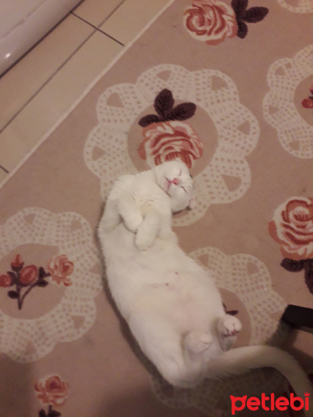 Scottish Fold, Kedi  lokum fotoğrafı