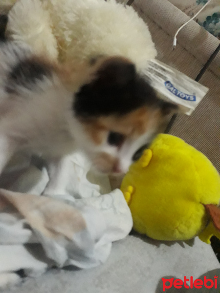 Tekir Kedi, Kedi  Liya fotoğrafı