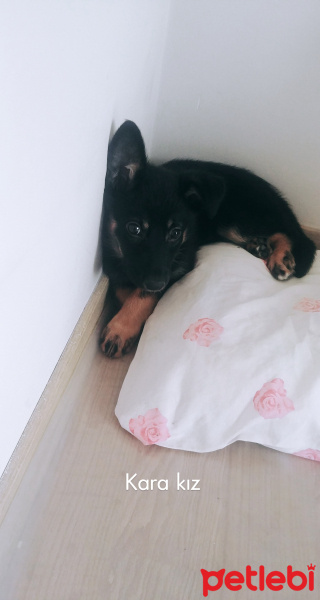 Alman Çoban Köpeği, Köpek  Lady fotoğrafı