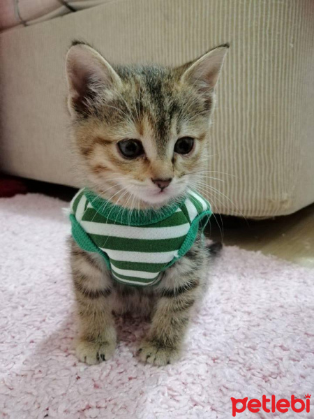 Tekir Kedi, Kedi  Zoe fotoğrafı
