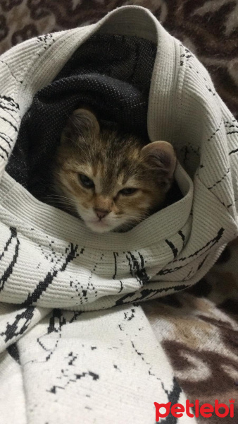 Tekir Kedi, Kedi  Zoe fotoğrafı