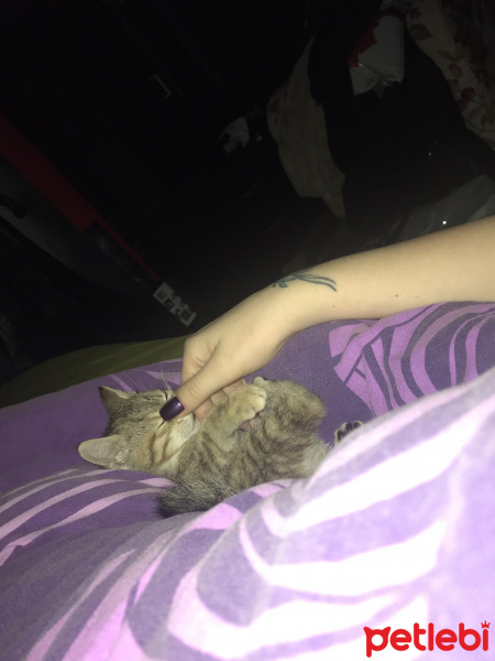 Tekir Kedi, Kedi  Zoe fotoğrafı