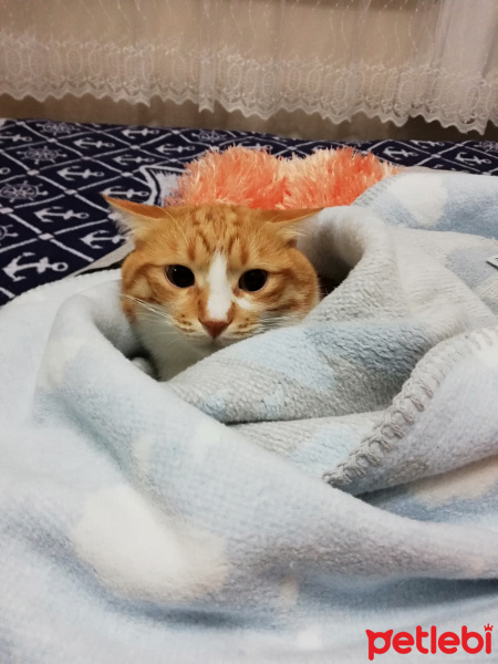 Sarman, Kedi  Çiko fotoğrafı