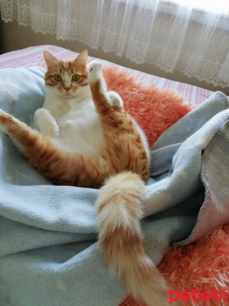 Sarman, Kedi  Çiko fotoğrafı