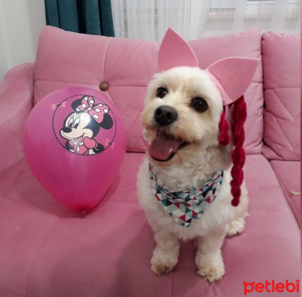 Maltese, Köpek  Fıstık fotoğrafı