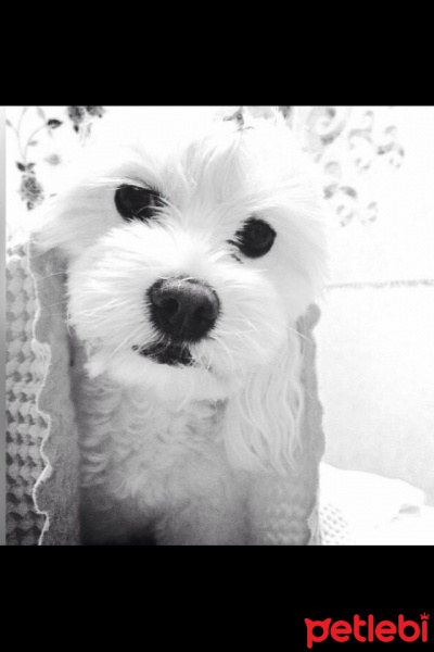 Maltese, Köpek  Fıstık fotoğrafı