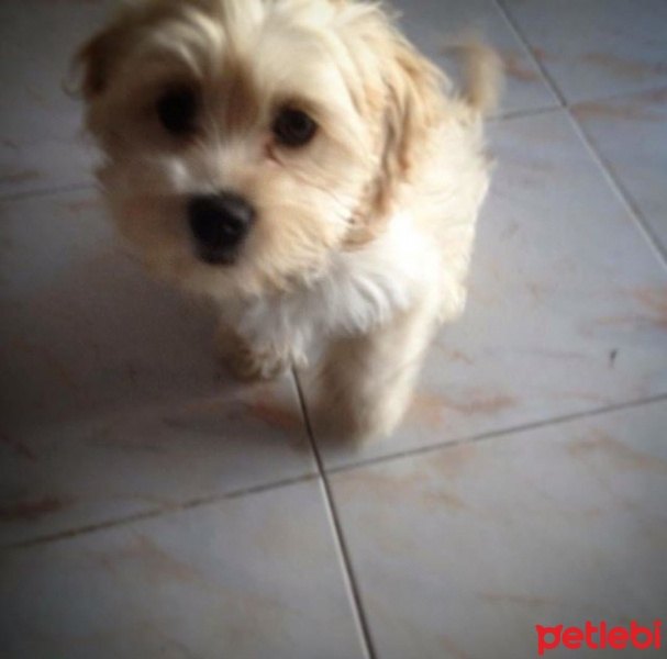 Maltese, Köpek  Fıstık fotoğrafı