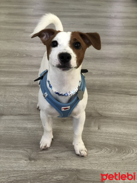 Jack Russell Terrier, Köpek  ODİ fotoğrafı