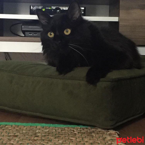 Tiffanie, Kedi  Kara fotoğrafı