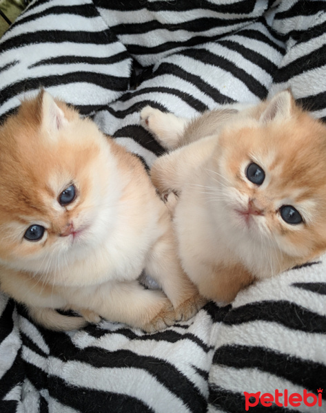 British Shorthair, Kedi  Patican fotoğrafı