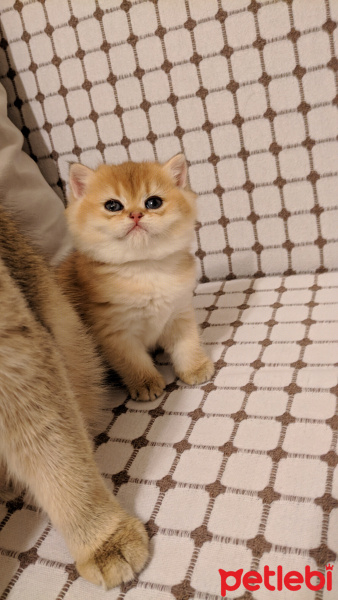 British Shorthair, Kedi  Patican fotoğrafı