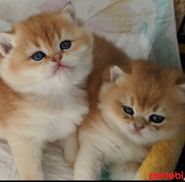 British Shorthair, Kedi  Patican fotoğrafı