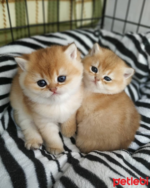 British Shorthair, Kedi  Patican fotoğrafı
