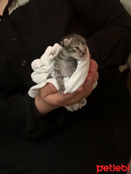 Tekir Kedi, Kedi  Boncuk fotoğrafı