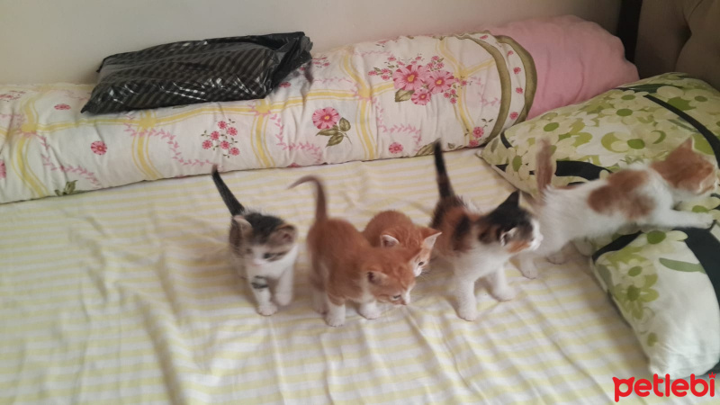 Tekir Kedi, Kedi  Yavrularımız fotoğrafı