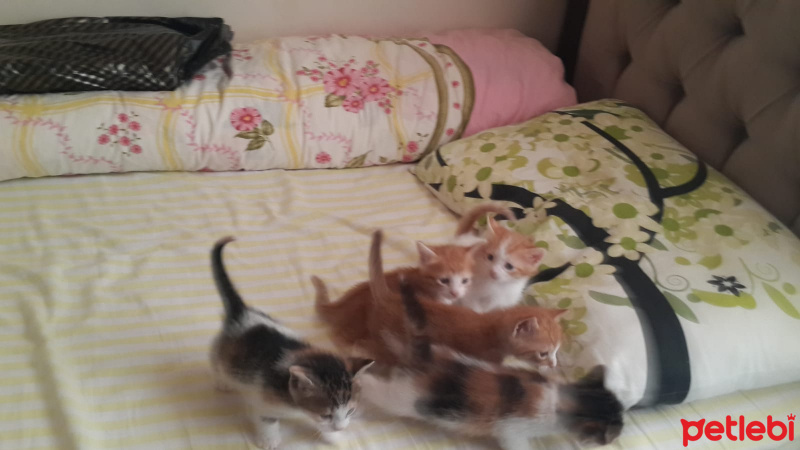 Tekir Kedi, Kedi  Yavrularımız fotoğrafı