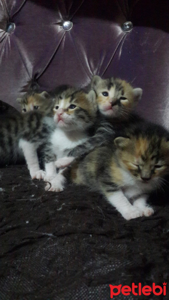 Tekir Kedi, Kedi  Minik yavrularim fotoğrafı
