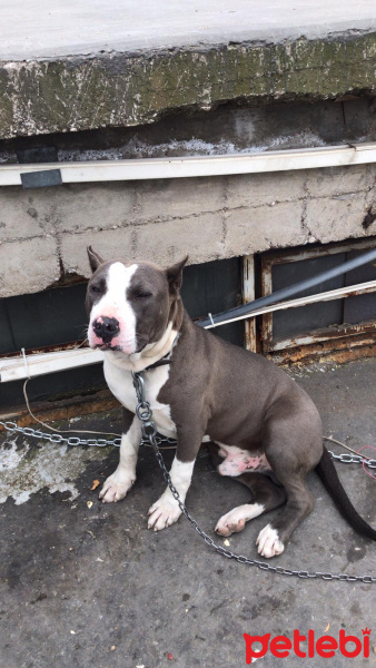 Amerikan Pitbull Terrier, Köpek  Rex fotoğrafı
