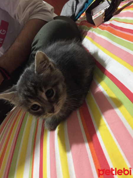 Tekir Kedi, Kedi  İstanbul içi, 1-2 haftalık yavru kedi. fotoğrafı