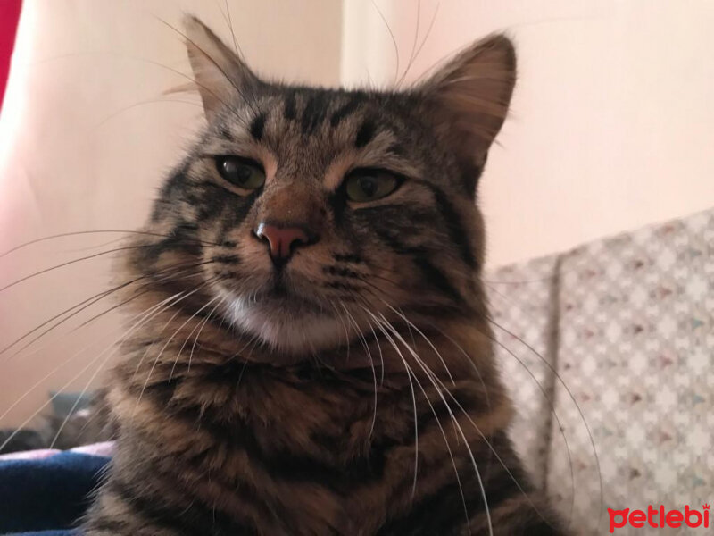 Norwegian Forest, Kedi  Odin fotoğrafı