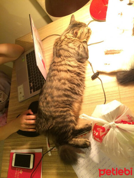 Norwegian Forest, Kedi  Odin fotoğrafı