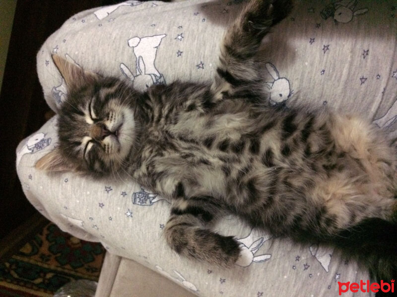 Norwegian Forest, Kedi  Odin fotoğrafı