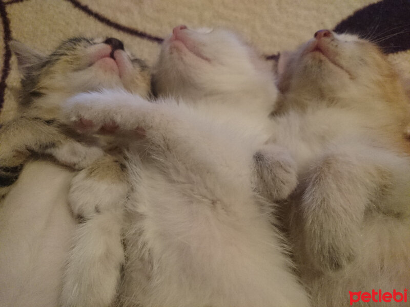 Norwegian Forest, Kedi  Hela fotoğrafı