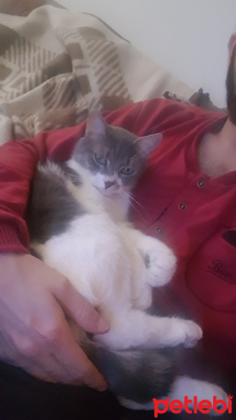 Soke, Kedi  Bulut fotoğrafı