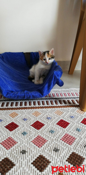 Tekir Kedi, Kedi  Çiko fotoğrafı