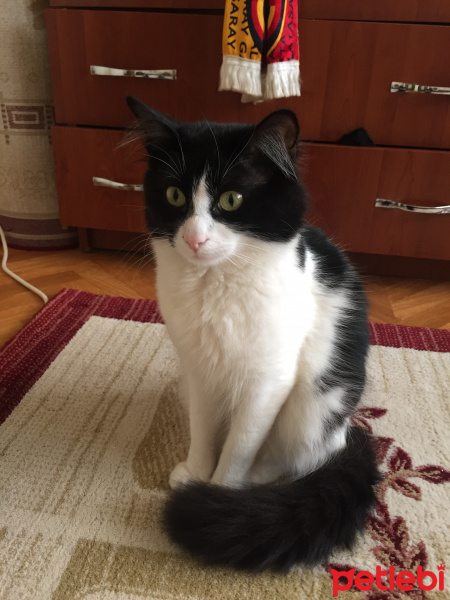 Tekir Kedi, Kedi  Minnoş fotoğrafı