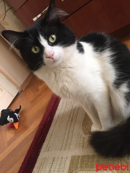Tekir Kedi, Kedi  Minnoş fotoğrafı