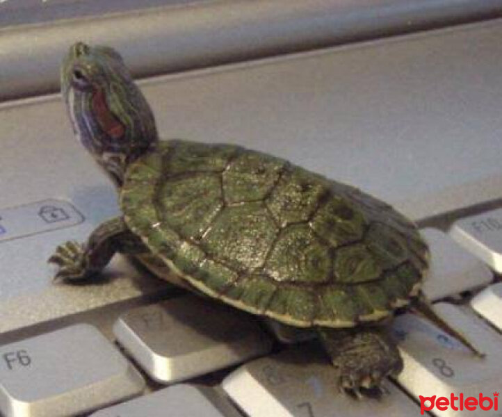 Kaplumbağa, Sürüngen  turtle fotoğrafı