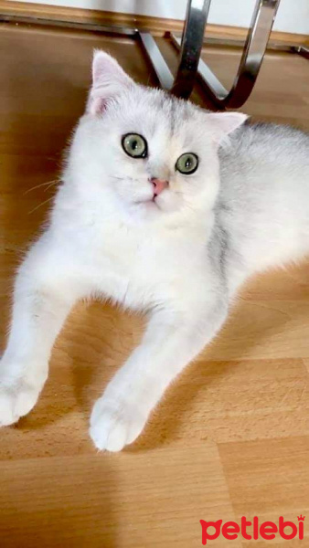 British Shorthair, Kedi  pamuk fotoğrafı