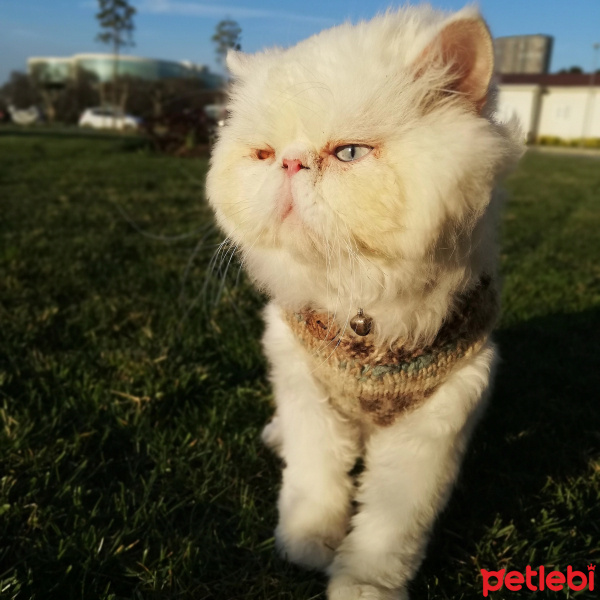 İran Kedisi (Persian), Kedi  Paşs fotoğrafı
